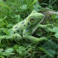 Rappa Plush frog 19 cm ECO-FRIENDLY